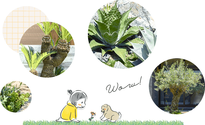 エデンホームが栽培・販売する多肉植物・ソテツ・乾燥地帯植物・オリーブなどの外構・エクステリア向け植栽