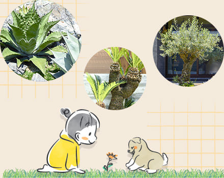 エデンホームが取り扱う様々な植栽・植物の写真とイメージイラスト