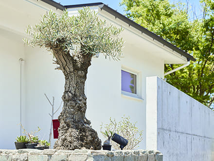 家の表情は1本の木で大きく変わる