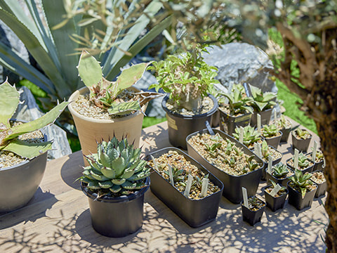 リゾート風外構定番の植栽である多肉植物の賑わい