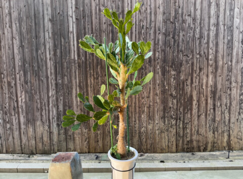 ウチワサボテン（ヒメニシキ）