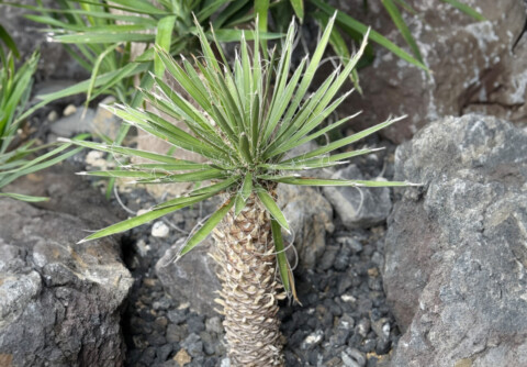 ユッカ・フィリフェラ