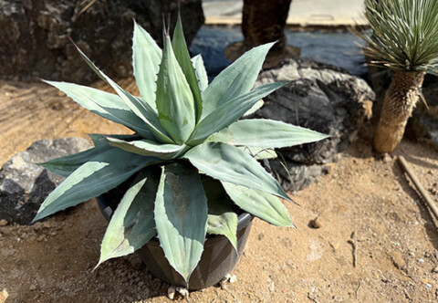 アガベ・パリー