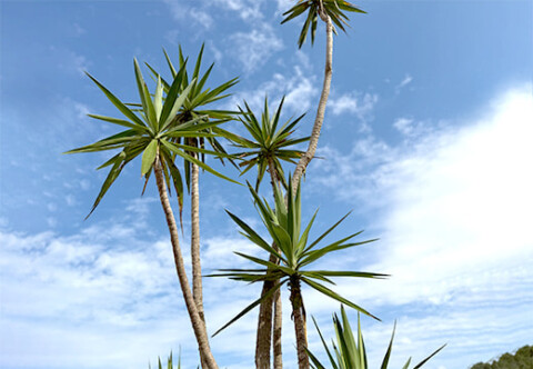 ユッカ・エレファンティペス